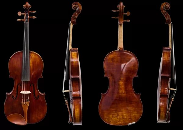 Viola